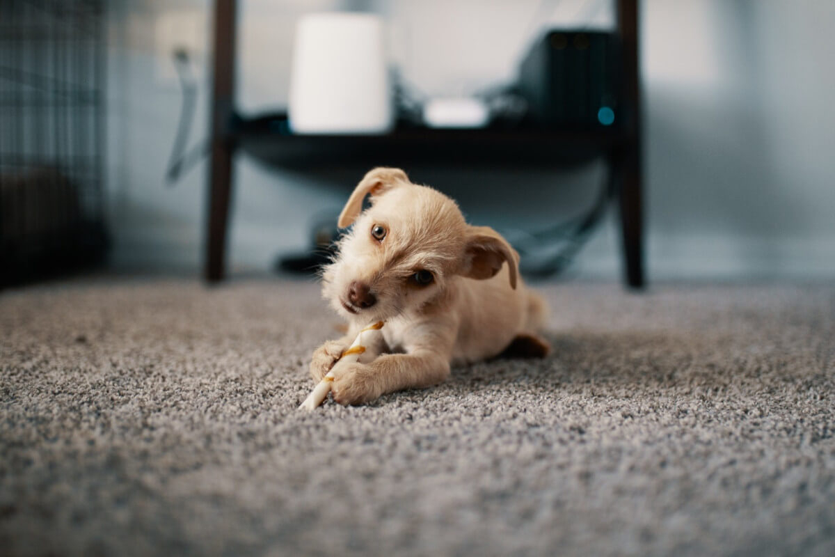 Healthy Home Carpet and Air Care