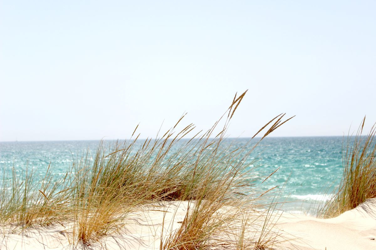 Beach Grass and Fresh Air